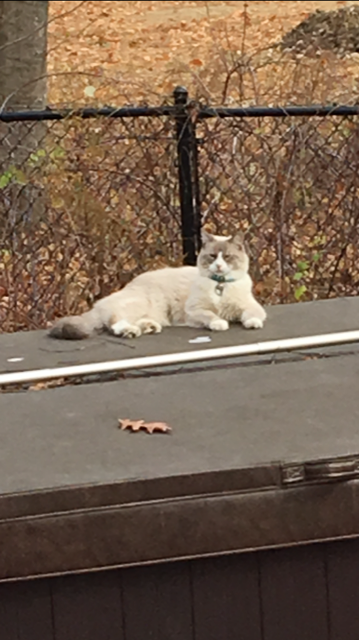 Cat sitting outside