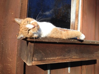 Cat Laying on Window sill